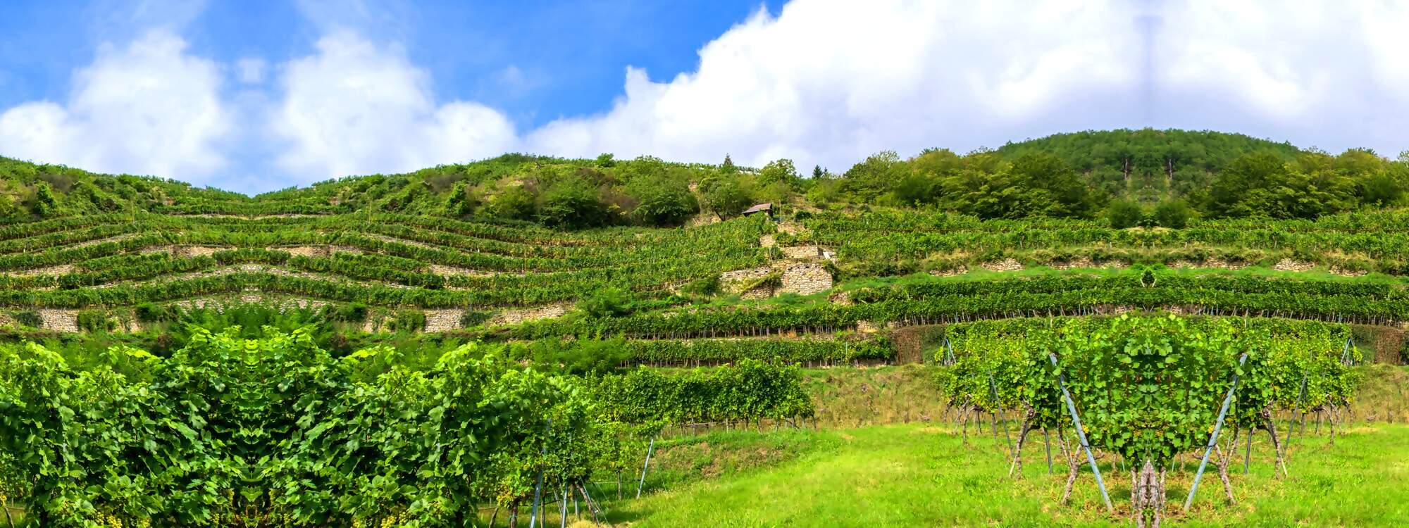 Wunderschoene Haenge mit Weinreben in der Wachau - Niederoesterreich